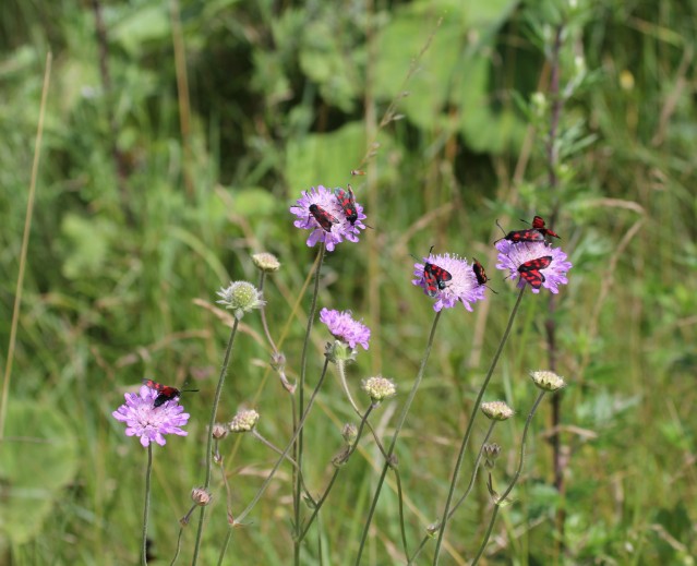 blåhat med køllesværmere 3