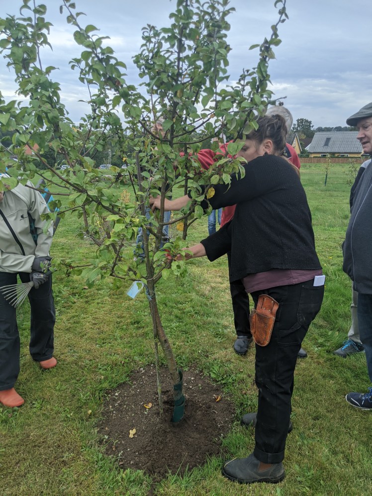 Charlotte Riis fra Pometet om beskæring og pleje af æbletræer