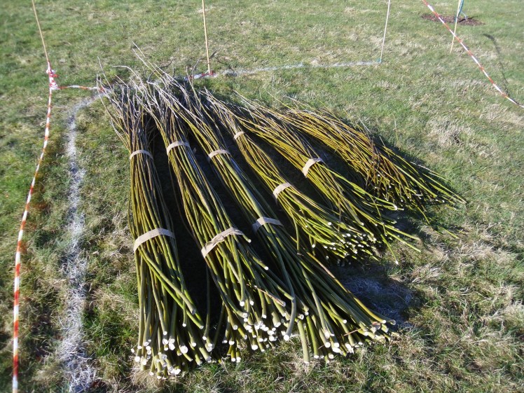 Pil - forberedelse - marts 4