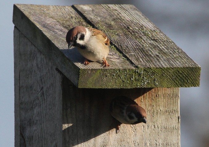 2018-10-28_Skovspurv1