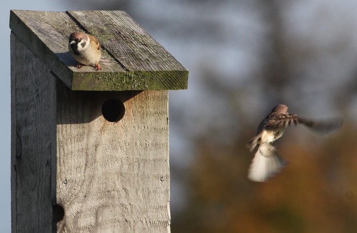 2018-10-28_Skovspurv2