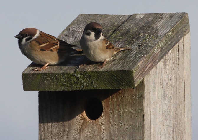 2018-10-28_Skovspurv3